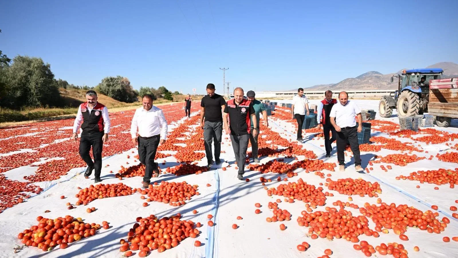Yeşilhisar’da üretilen domatesler kurutularak ihraç ediliyor