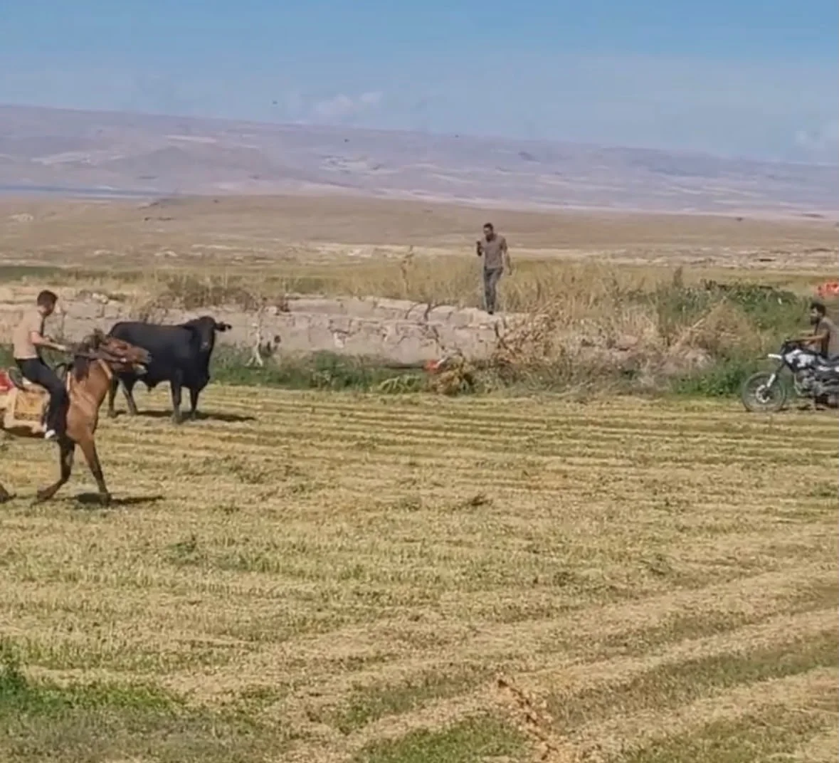 Kamyondan indirilirken kaçan büyükbaş hayvan saatler sonra yakalandı