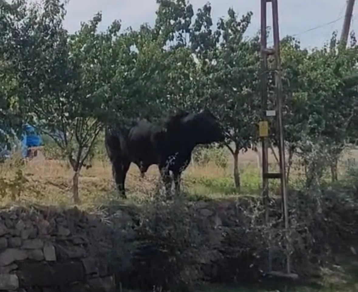 Kamyondan indirilirken kaçan büyükbaş hayvan saatler sonra yakalandı