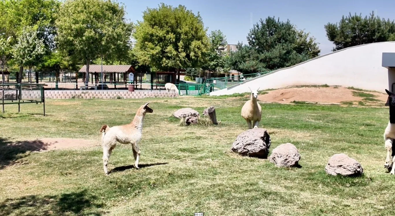 Kayseri Hayvanat Bahçesi’ne 59 yeni üye