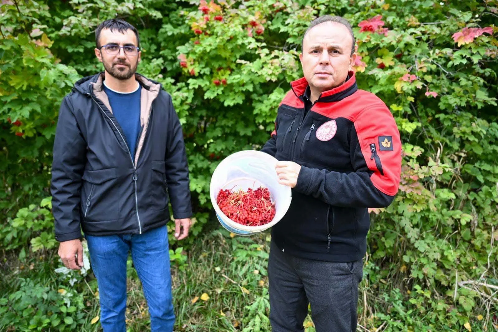 Akkışla’da gilaburu hasadı yapıldı