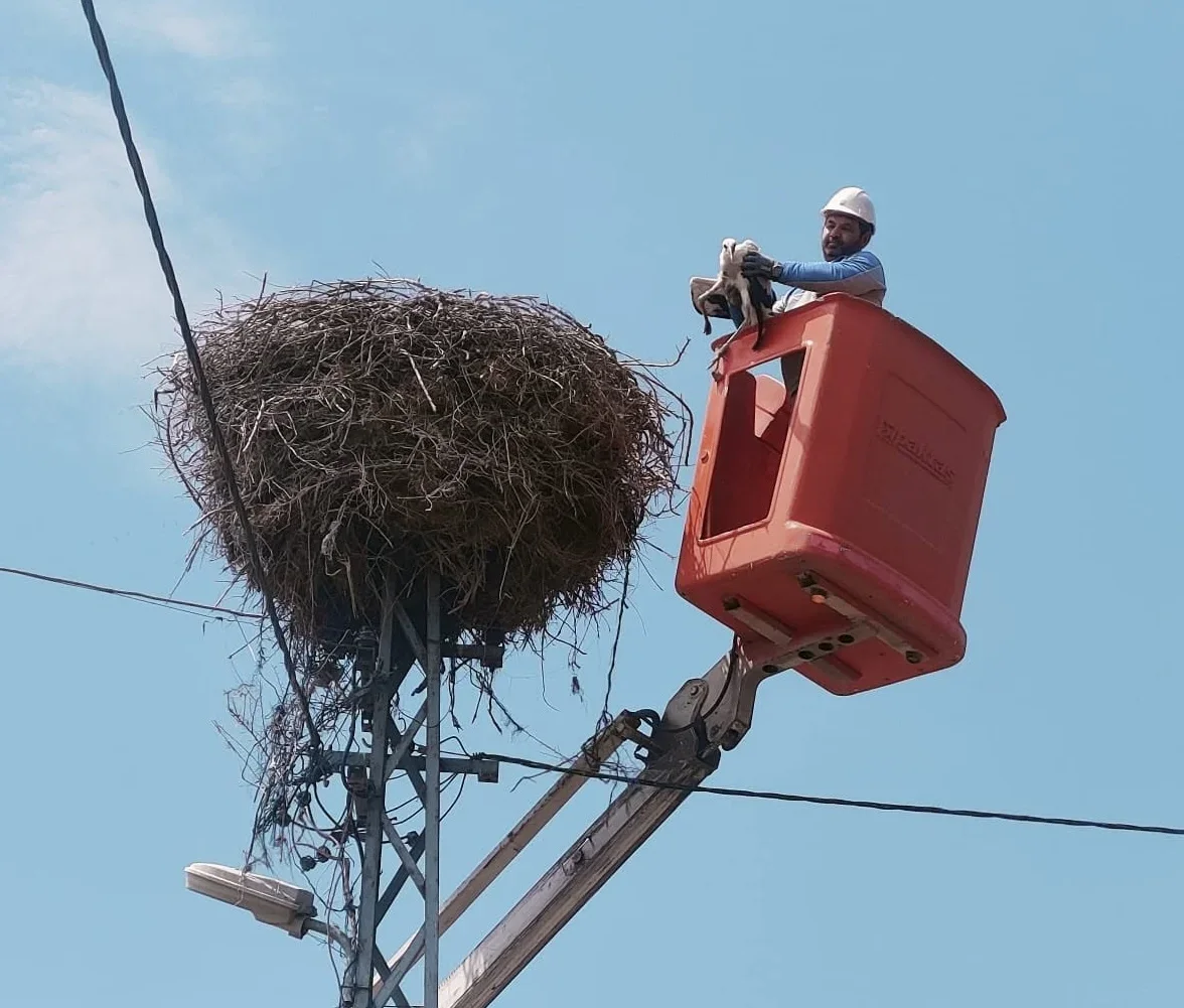 Kayseri'de elektrik direğinde mahsur kalan leyleği ekipler kurtardı