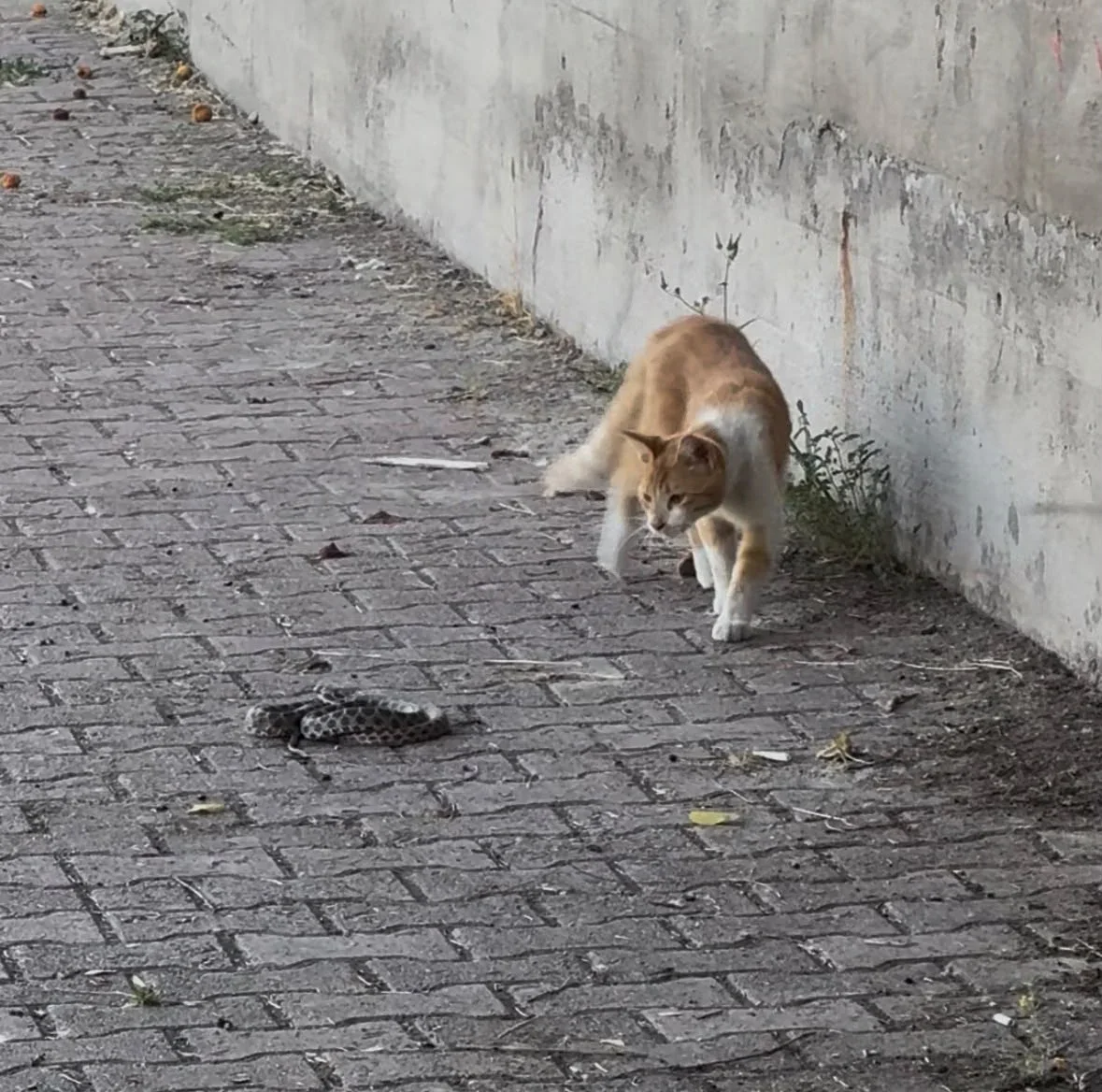 Kedi ile yılanın kavgası kamerada