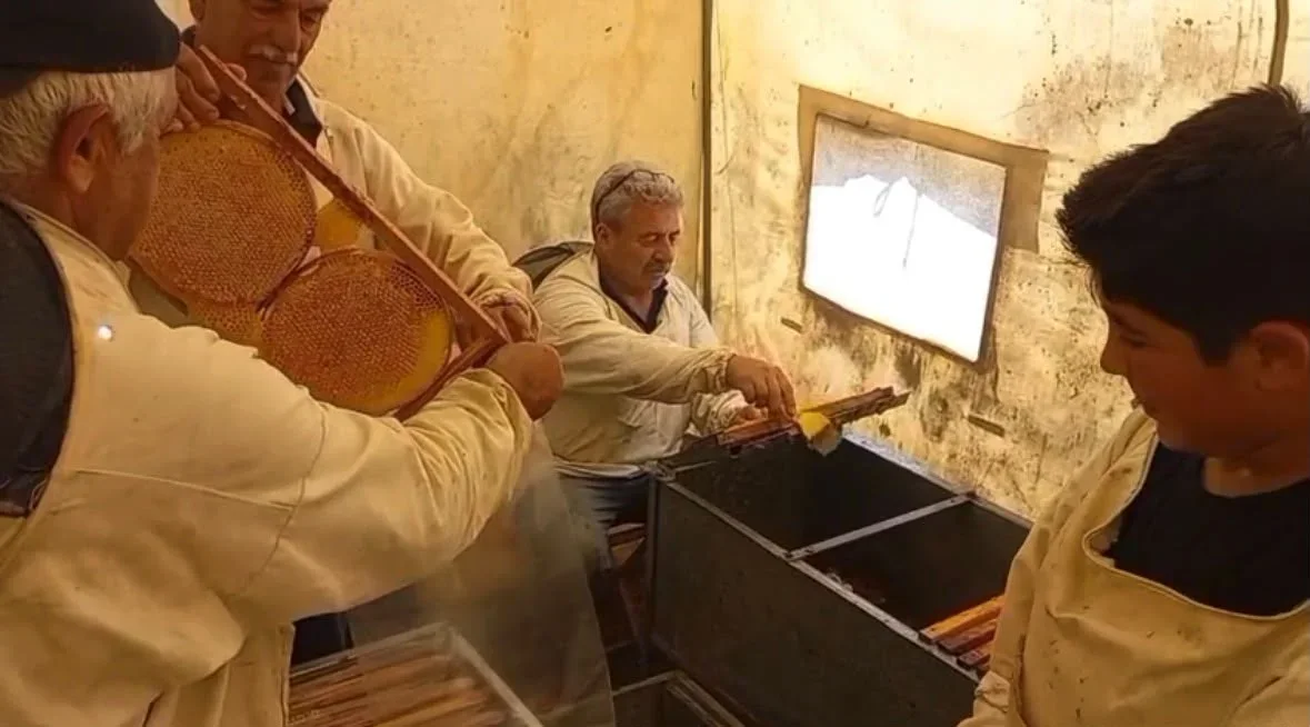 Bünyan'da bal hasadı başladı