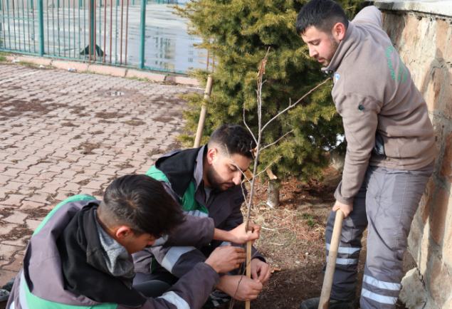 Talas'ta kırsal mahallelerdeki kamu kurumlarına kestane fidanı ekildi